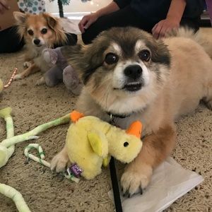 Meet your Posher, Yoli